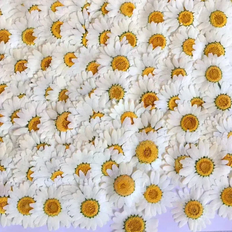 60X Pressed Dried Natural Whit - Dried Flower Bookmark 评论和价格