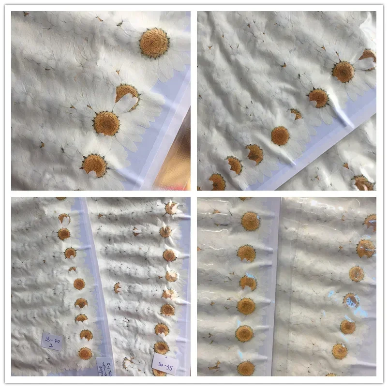 60X Pressed Dried Natural Whit - Dried Flower Bookmark 评论和价格