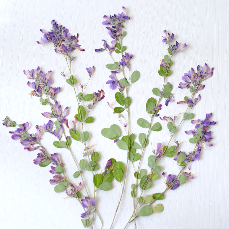 6pcs,nature Lespedeza Formosa  - Dried Flower Bookmark 评论和价格
