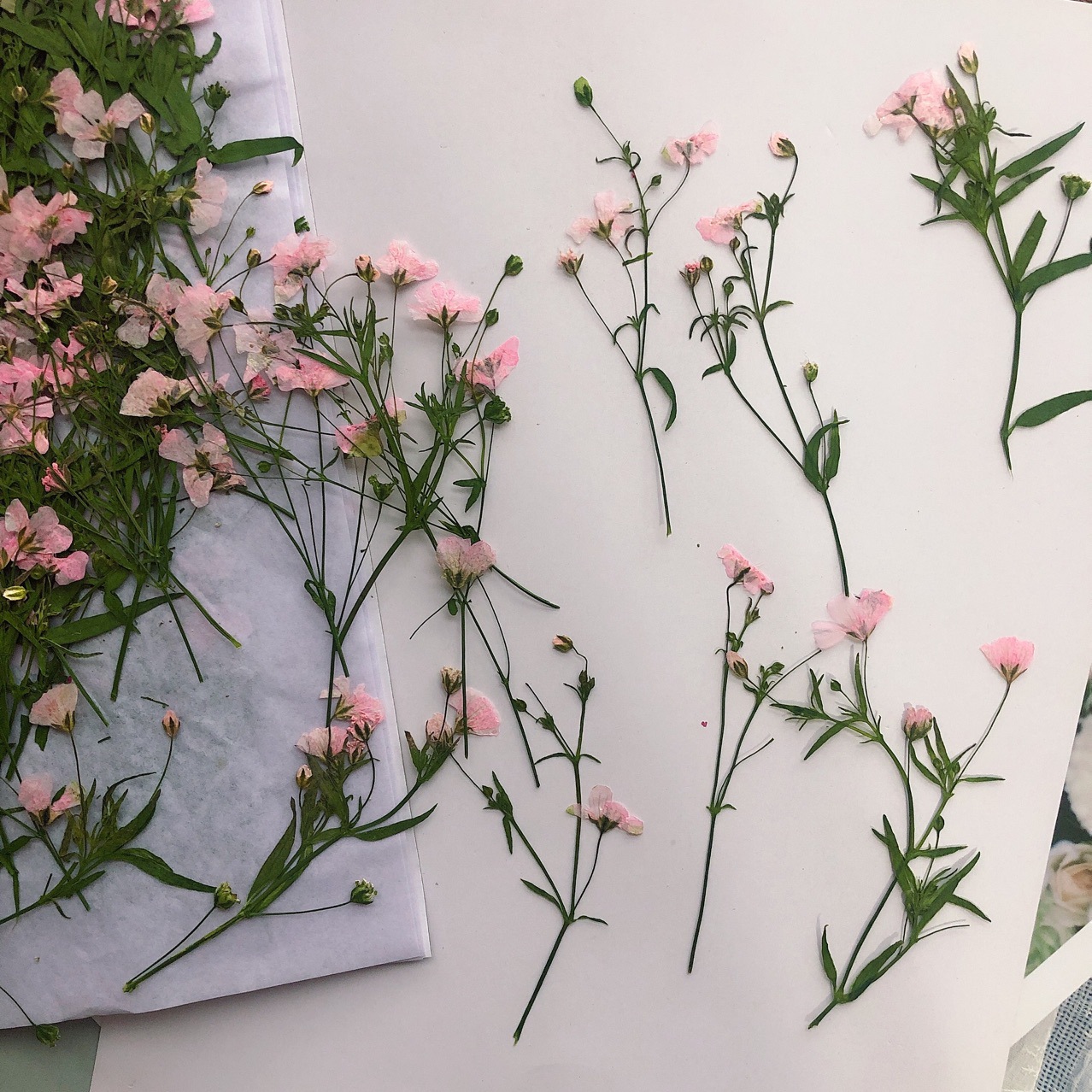 12pcs 5-6cm Dry Flower head Dr - Dried Flower Bookmark 评论和价格