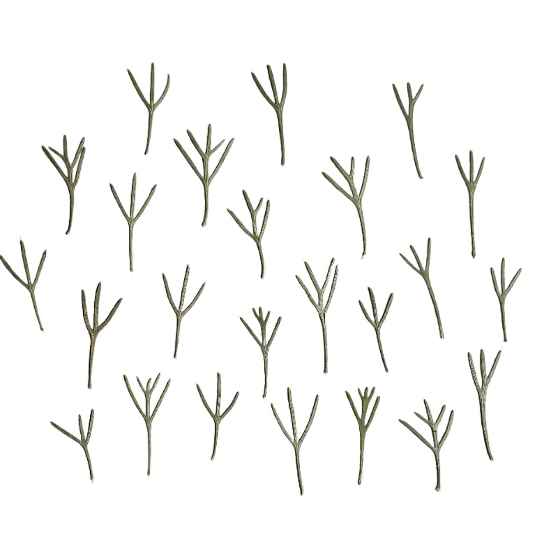 24pcs,Real Pressed Achillea Le - Dried Flower Bookmark 评论和价格