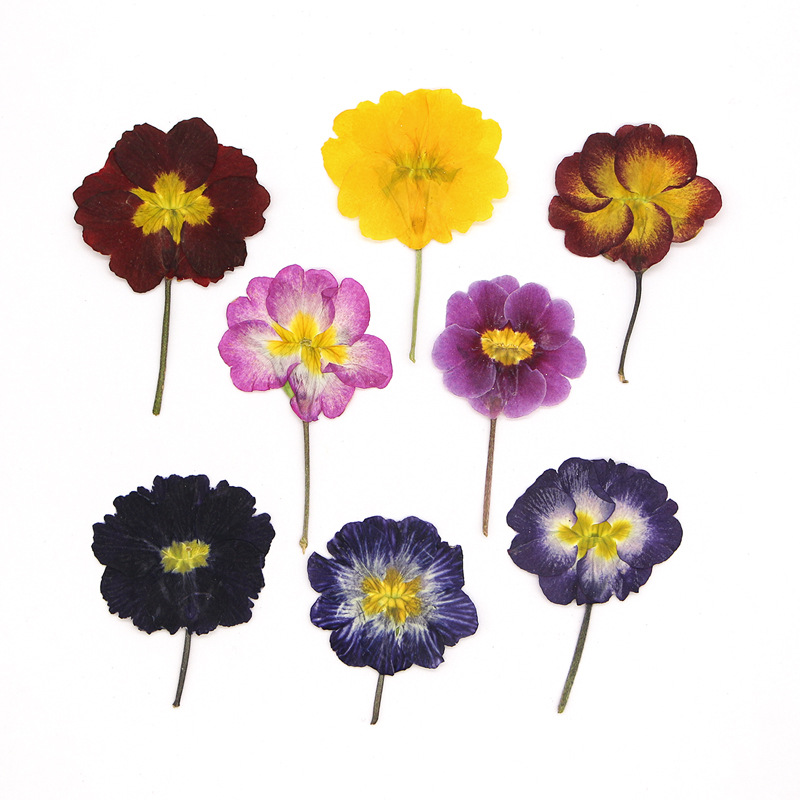 48Pcs European Primrose Teachi - Dried Flower Bookmark 评论和价格