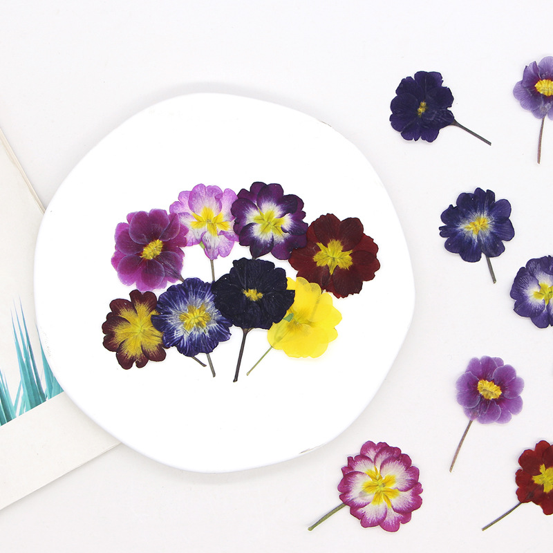 48Pcs European Primrose Teachi - Dried Flower Bookmark 评论和价格