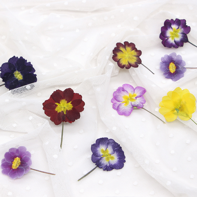 48Pcs European Primrose Teachi - Dried Flower Bookmark 评论和价格