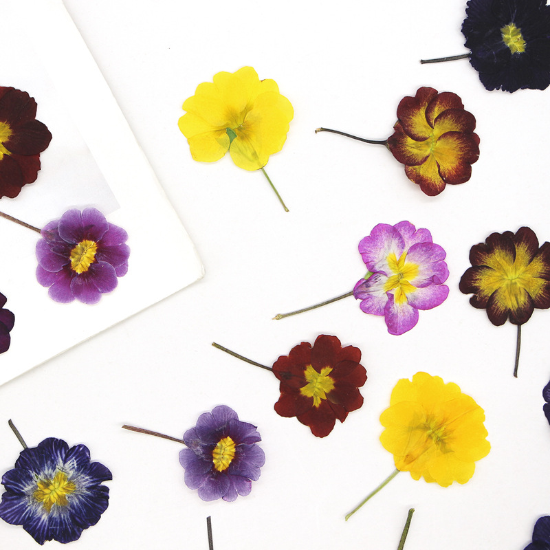 48Pcs European Primrose Teachi - Dried Flower Bookmark 评论和价格