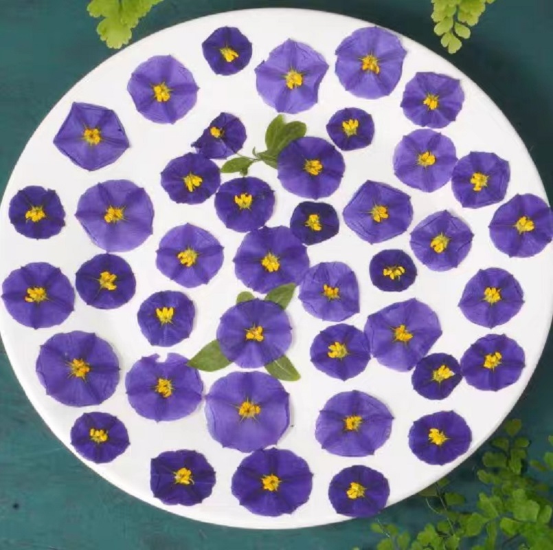 100pcs Pressed Dried Lycianthe - Dried Flower Bookmark 评论和价格
