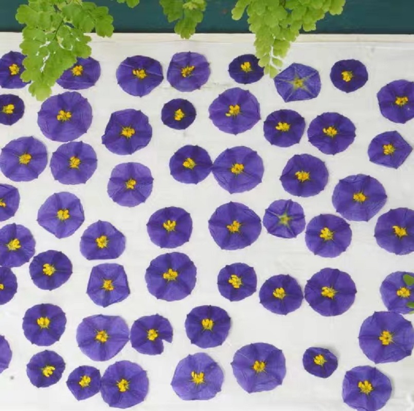 100pcs Pressed Dried Lycianthe - Dried Flower Bookmark 评论和价格