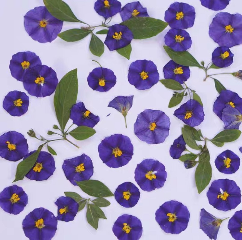 100pcs Pressed Dried Lycianthe - Dried Flower Bookmark 评论和价格