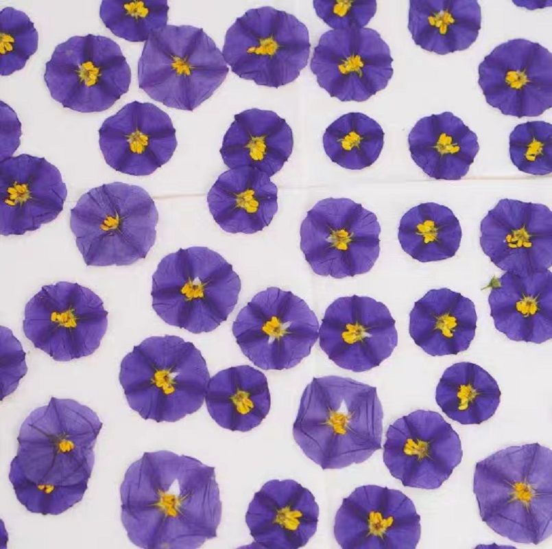 100pcs Pressed Dried Lycianthe - Dried Flower Bookmark 评论和价格