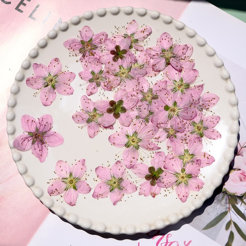 3-4cm./6pcs,Pink Peach Blossom - Dried Flower Bookmark 评论和价格
