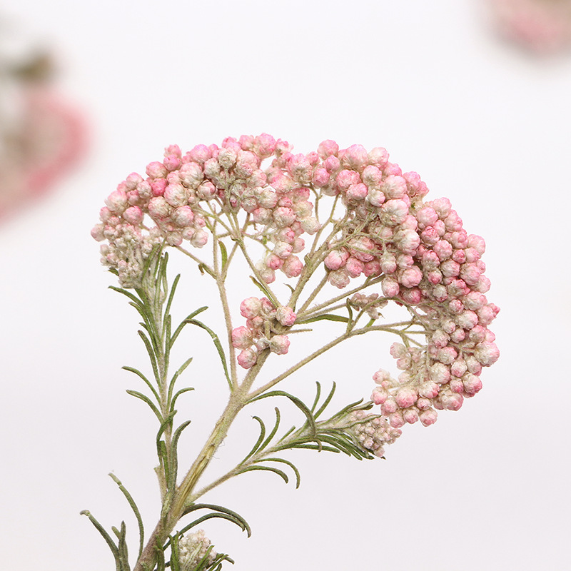 12pcs, Nature Millet Flower Br - Dried Flower Bookmark 评论和价格