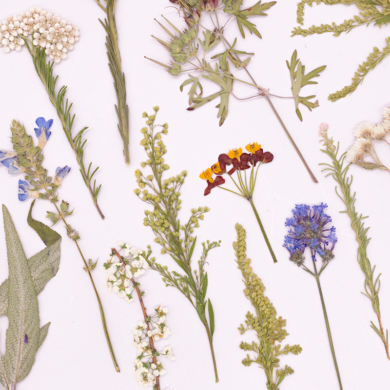 500Pcs Large Package of Fern P - Dried Flower Bookmark 评论和价格