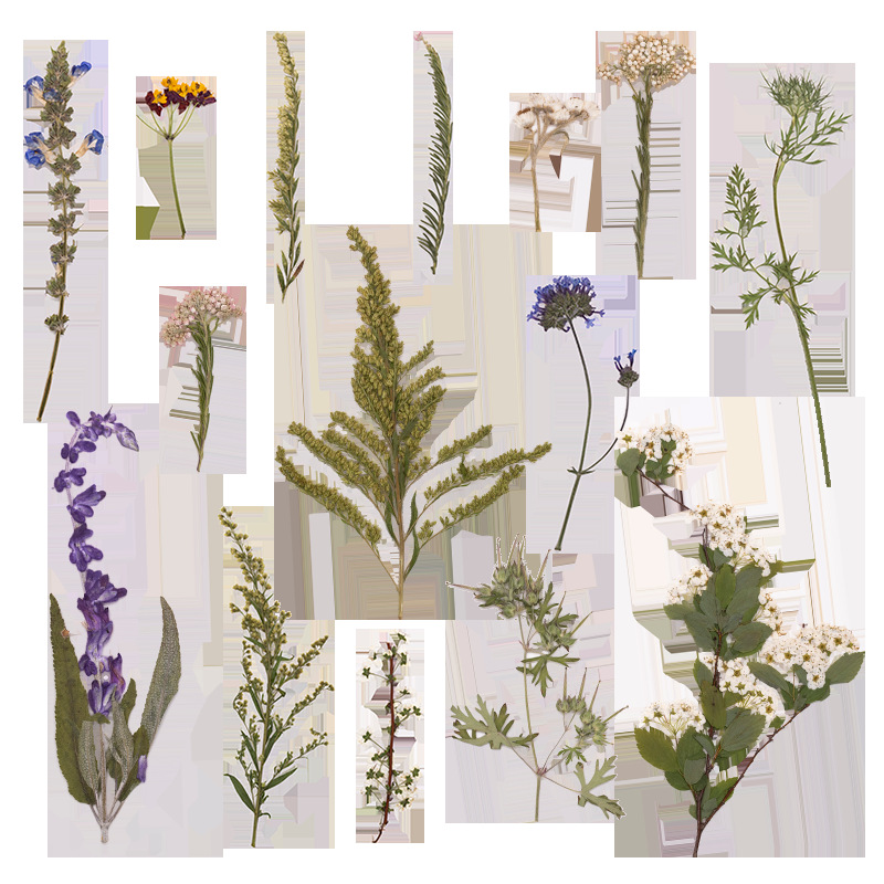 500Pcs Large Package of Fern P - Dried Flower Bookmark 评论和价格