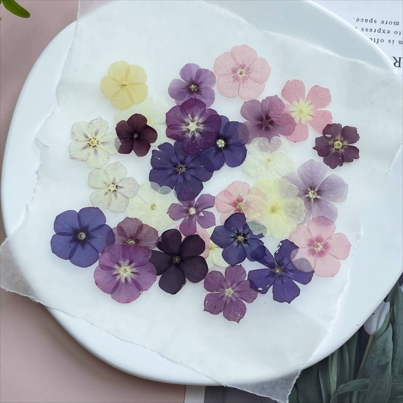 12pcs,Semi-Transparent Niche P - Dried Flower Bookmark 评论和价格