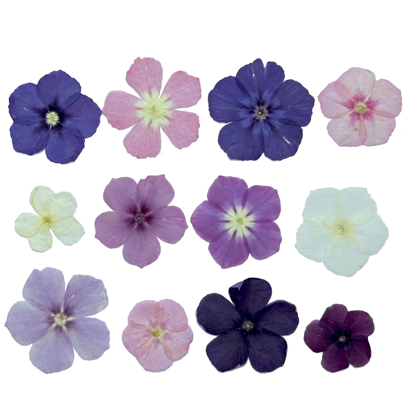 12pcs,Semi-Transparent Niche P - Dried Flower Bookmark 评论和价格